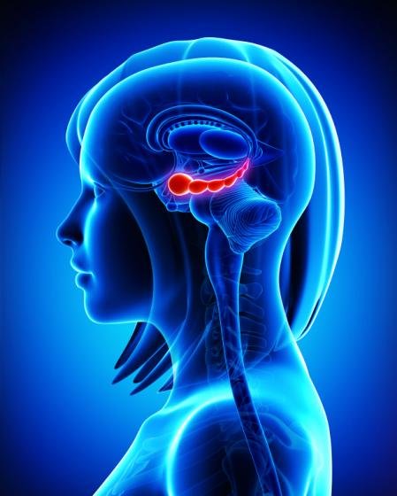 Fibromyalgia and Your Brain